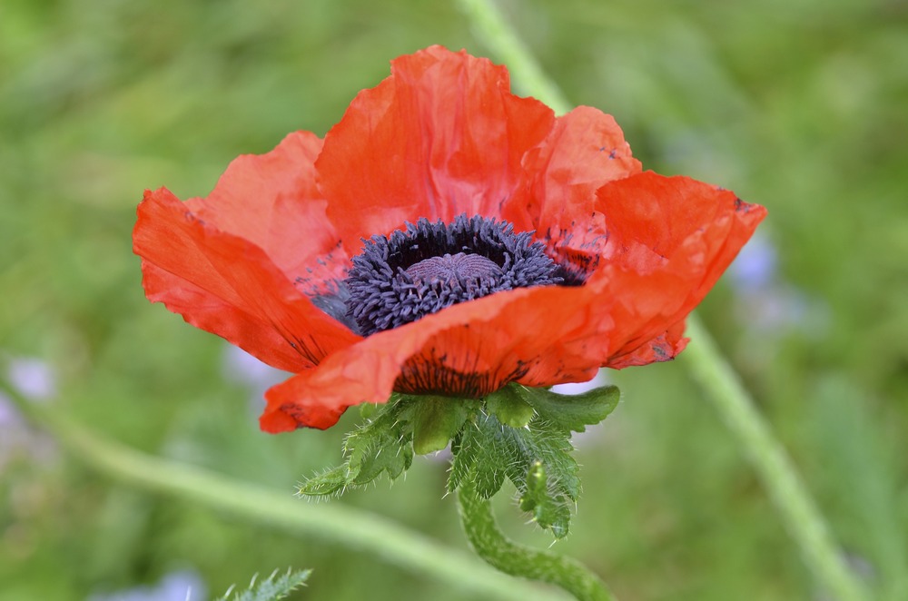 Mohn der X-te