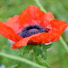 Mohn der X-te