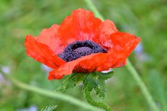 Mohn der X-te