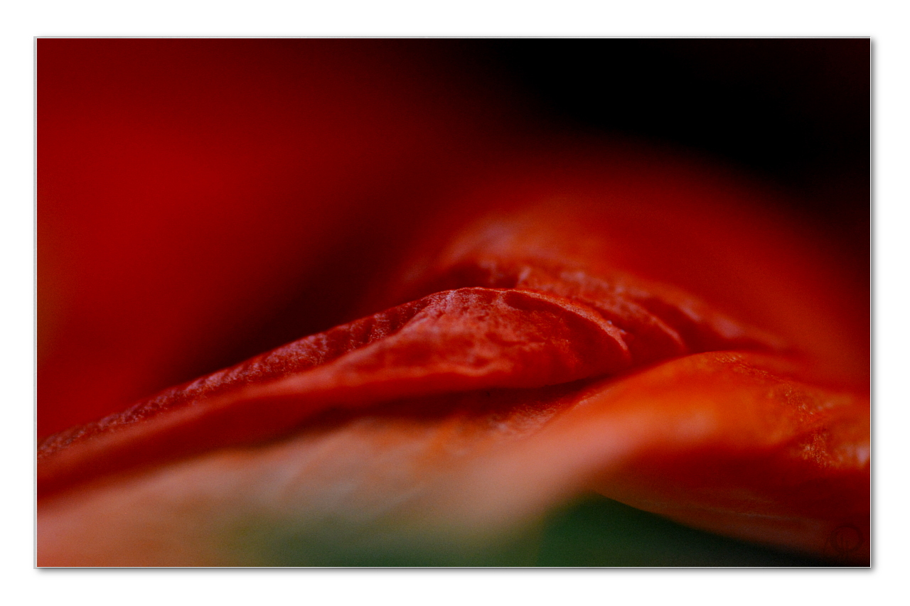 Mohn - Detail ...