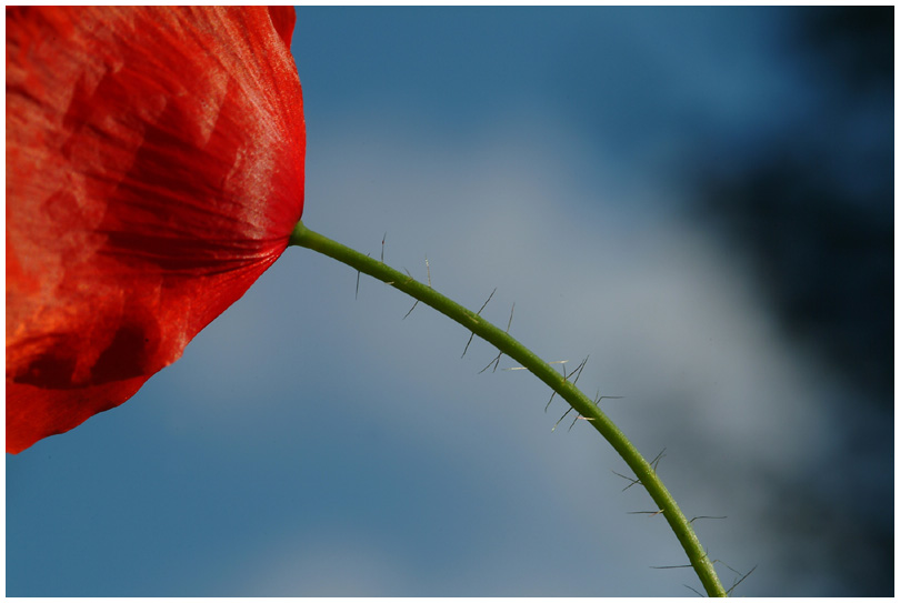 Mohn-Detail