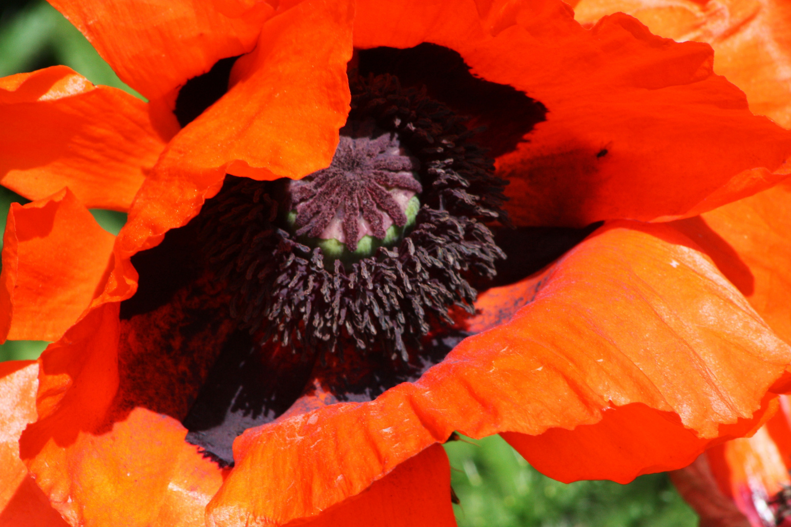 Mohn Detail