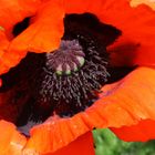 Mohn Detail