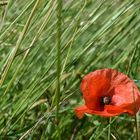 Mohn Detail