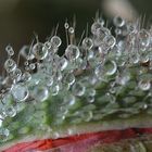 Mohn Detail < morgens >