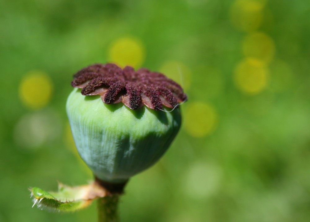 .....Mohn.....