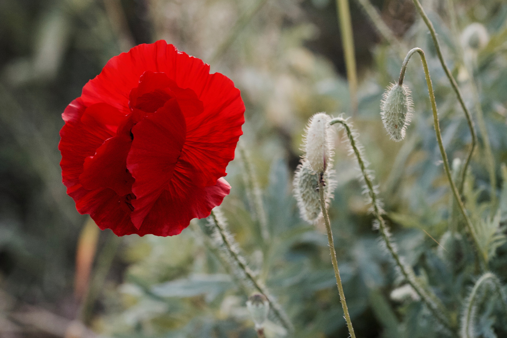 Mohn