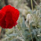 Mohn