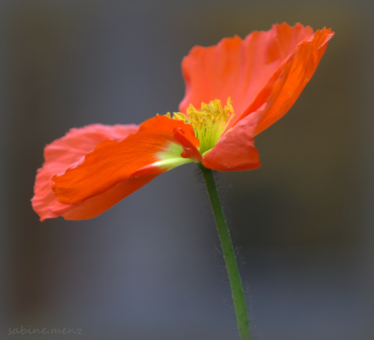 ...Mohn...