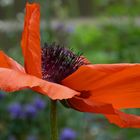 Mohn