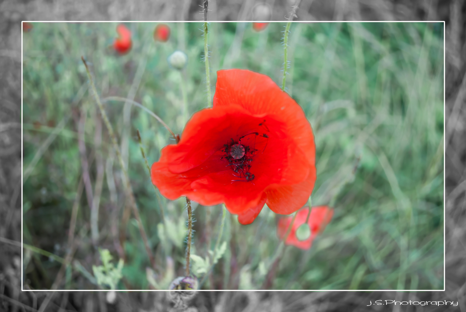 Mohn