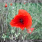 Mohn