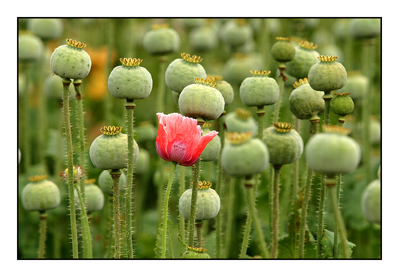 Mohn...