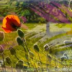 Mohn