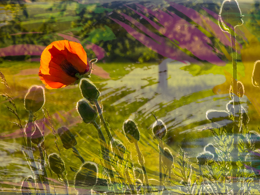 Mohn