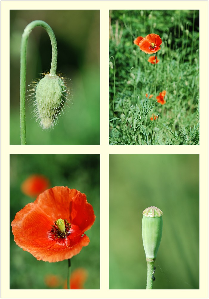 Mohn