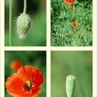 Mohn