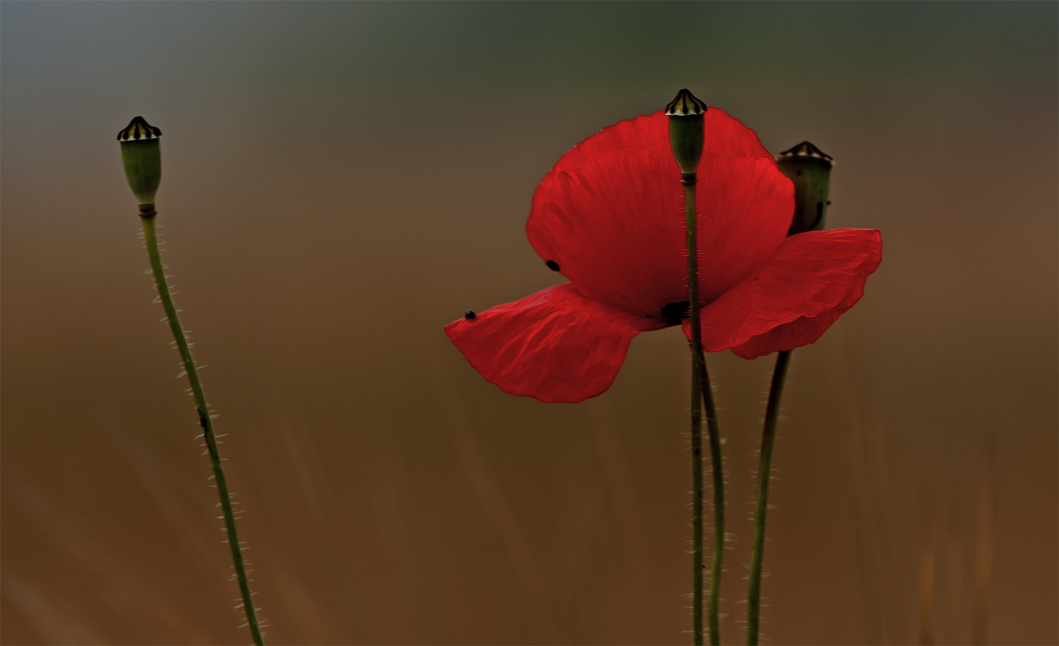 Mohn