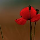 Mohn