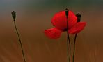 Mohn von Maienkind 