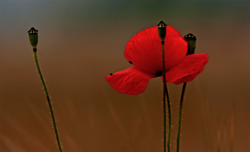 Mohn von Maienkind 