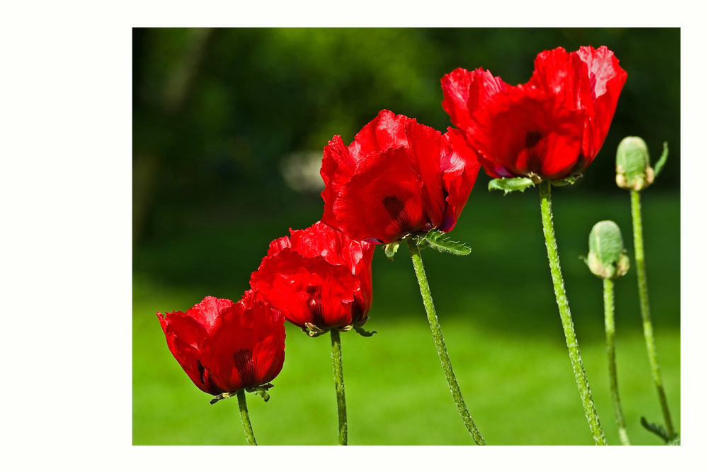 Mohn, diagonal