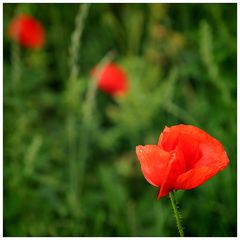 Mohn-Diagonale