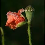 Mohn - die  2. Chance