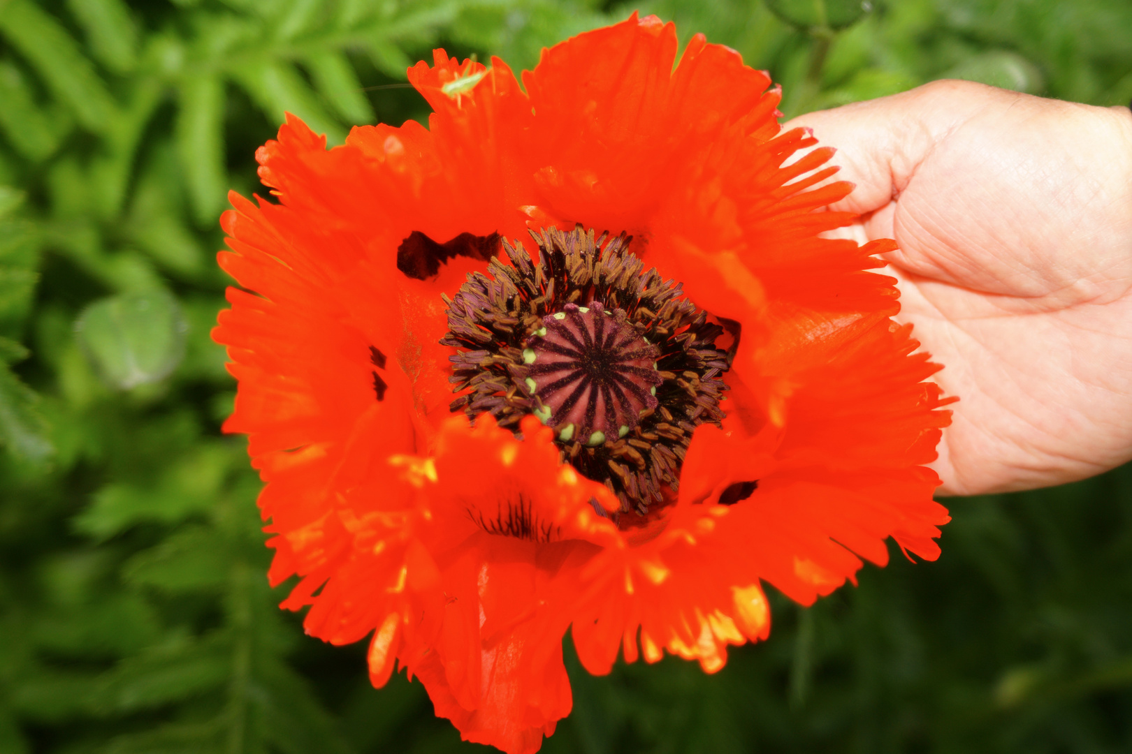 Mohn die 2.mit Besucher