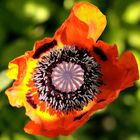 Mohn die 4798 ...