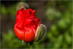 Mohn, die Aufblühphase ...