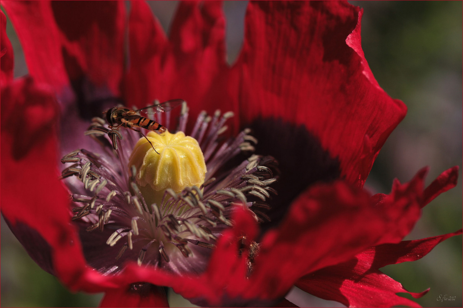 Mohn, die Blume