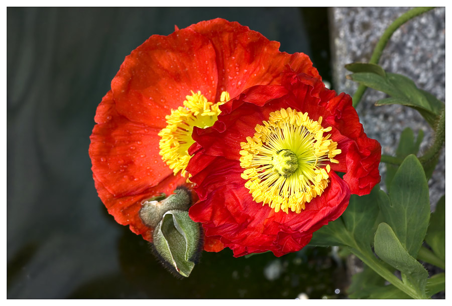 Mohn - die Fortsetzung ..