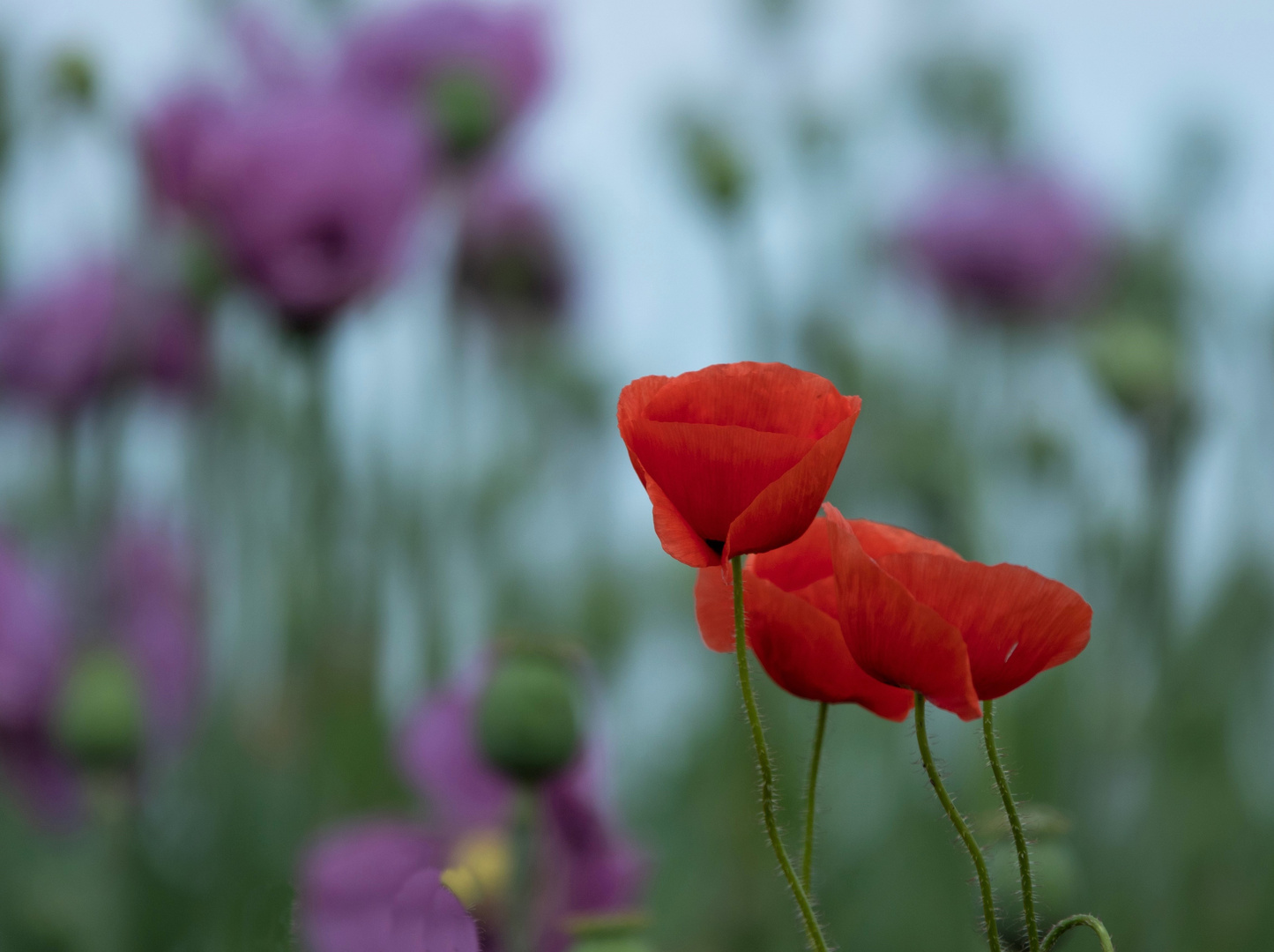 Mohn die Letzte....