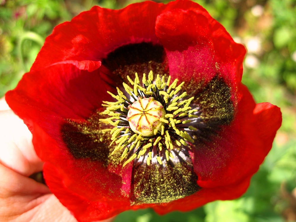 Mohn - die Pionierpflanze