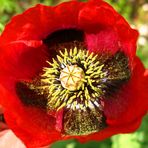 Mohn - die Pionierpflanze