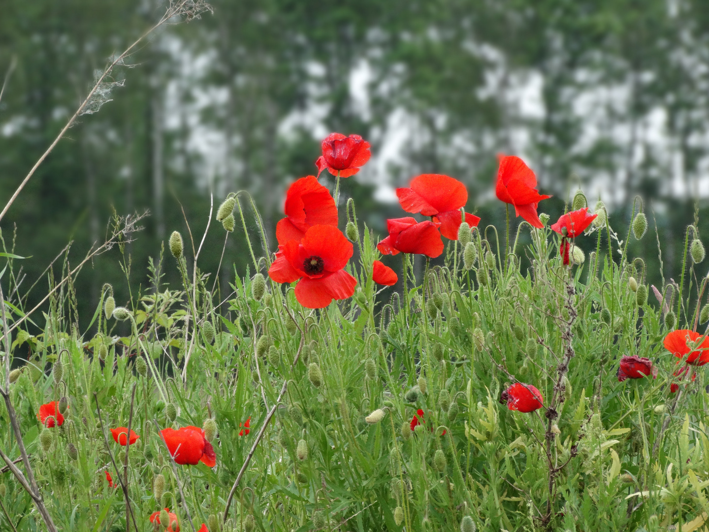 Mohn , die rote Frühlingblüte