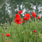 Mohn , die rote Frühlingblüte