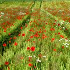 Mohn - die rote Schönheit der Natur