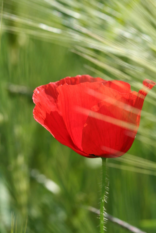 Mohn die xte