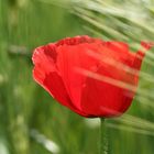 Mohn die xte