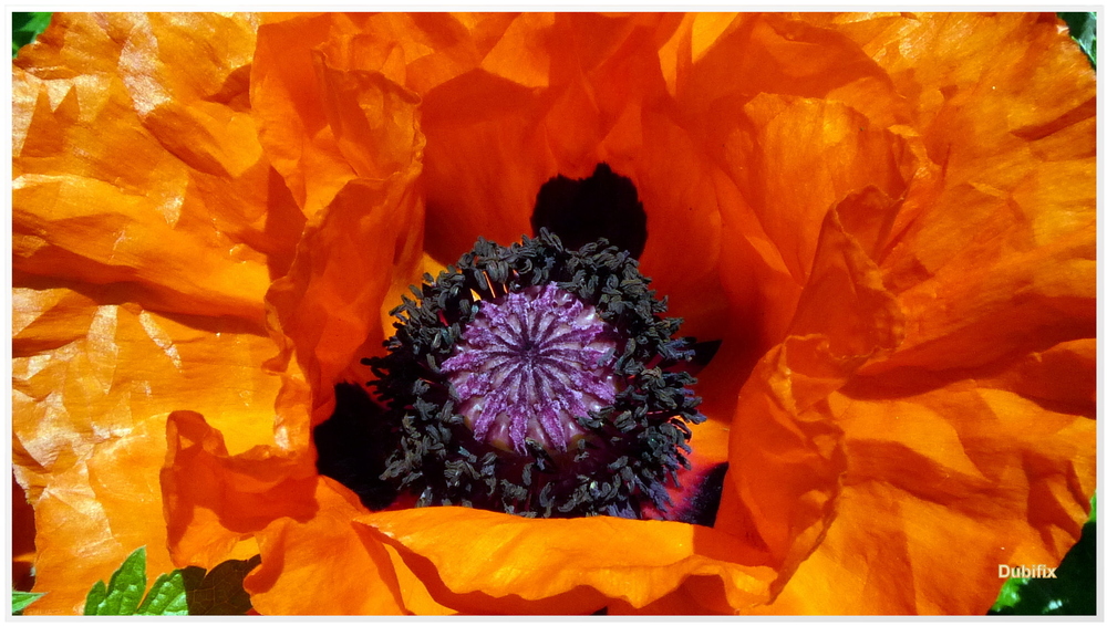 Mohn-Dieu