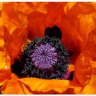 Mohn-Dieu