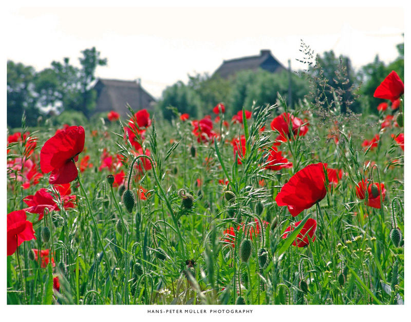 Mohn dort wo man den ganzen Tag moirn sagt!