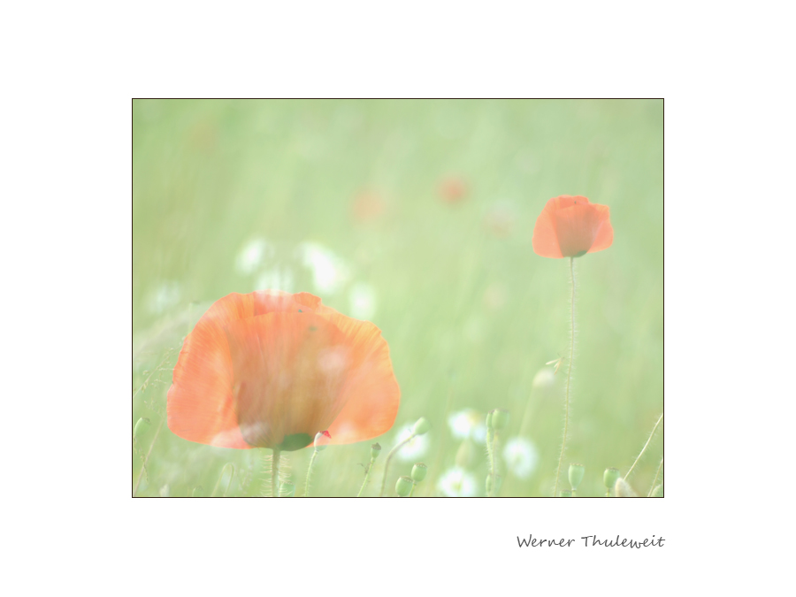 Mohn - dual