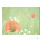 Mohn - dual