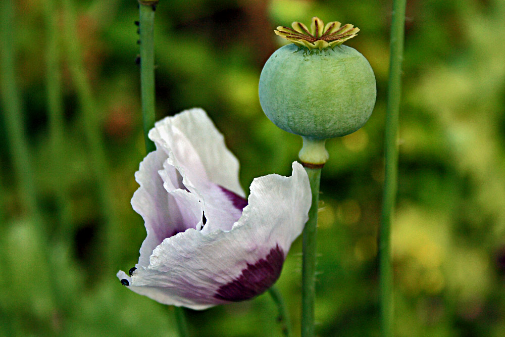 Mohn "Dual Color" und "Zepter"