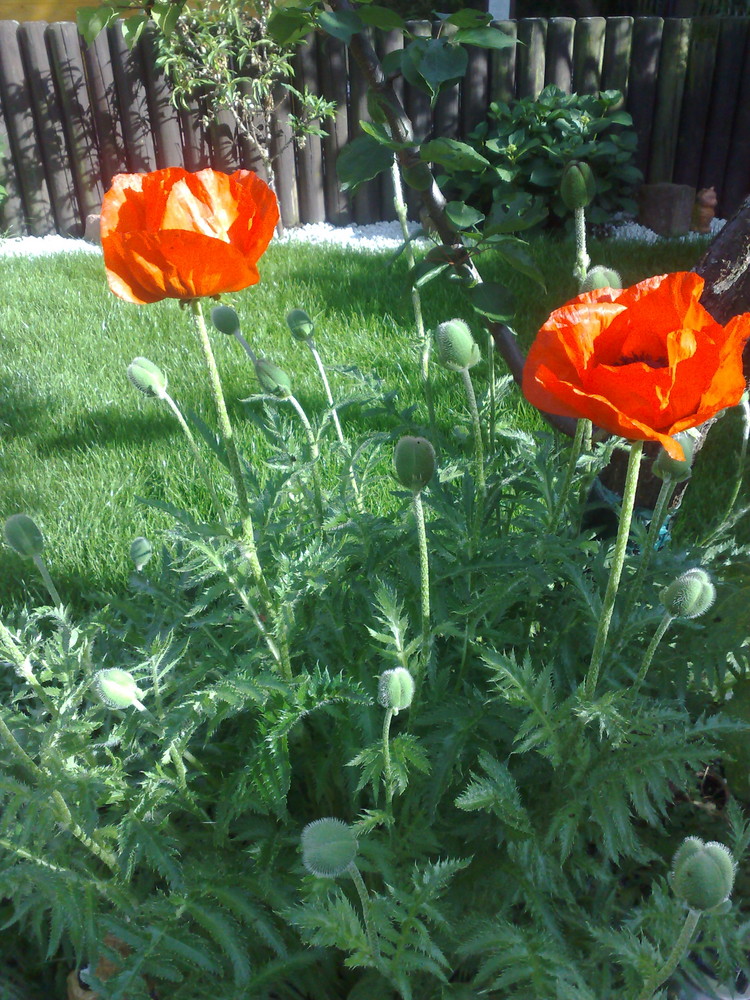 Mohn Duet