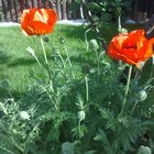 Mohn Duet