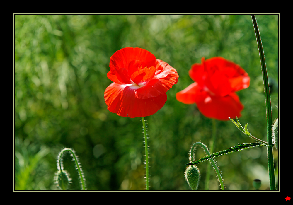 Mohn Duett